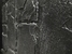 Piatră decorativă Leon 23