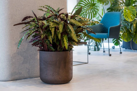 Горшок Charlie