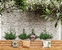 Gresie Anka Topkapi 30x60 Grey