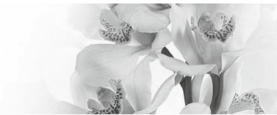 Decor Elegia 50x20 7 Tip 1