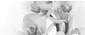 Decor Elegia 50x20 7 Tip 1