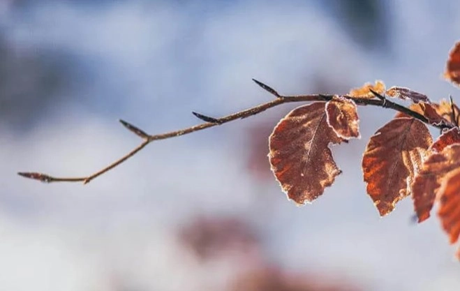 Ламинат Natura Line AGT 508 
